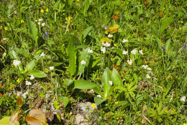 Artrik ängsvegetation in Värmland