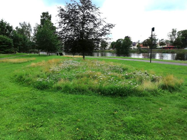 Projektet skapar öar för biologisk mångfald (bild från Sandgrund, Karlstad).